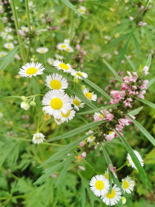 野花社区视频最新资源最新
