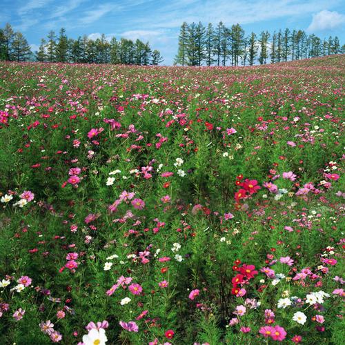 野花社区视频最新资源最新