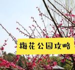 梅花视频不限次数看花钱么