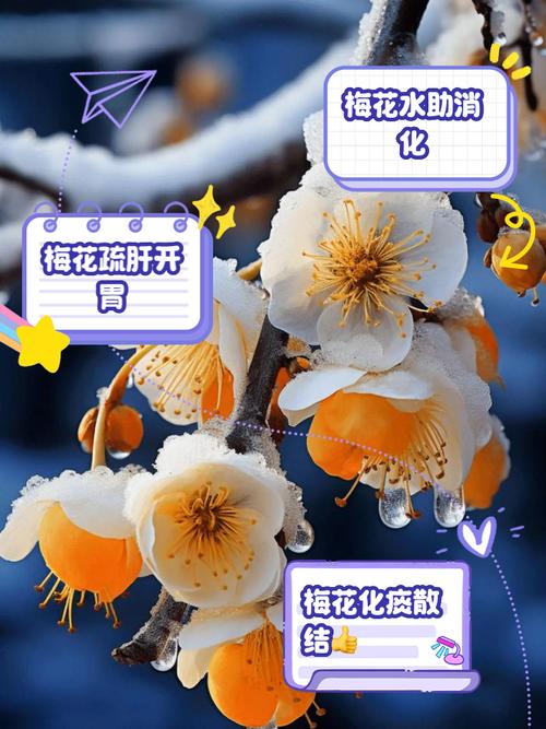 梅花视频不限次数看花钱么