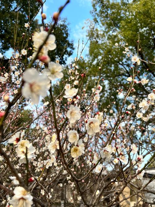 梅花视频不限次数看花钱么