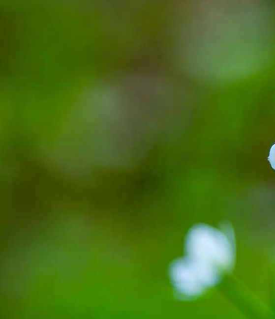 野花视频免费资源