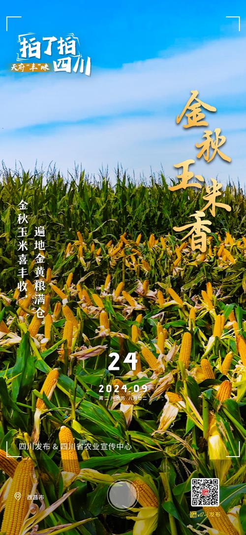 玉米视频最新版汅api免费