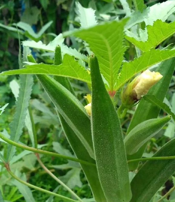 秋葵 茄子 丝瓜 香草 榴莲无限看