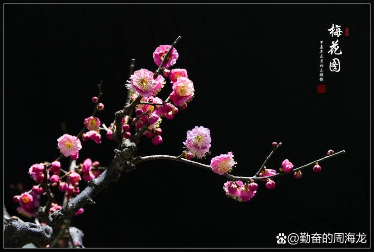 梅花视频安卓免费版