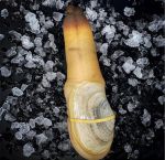 象拔蚌app最新版下载