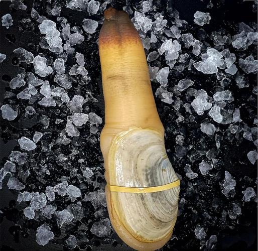 象拔蚌app最新版下载