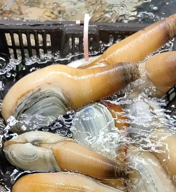 象拔蚌app最新版下载