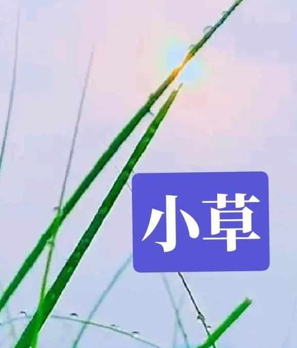 小草影视2021免费版苹果版