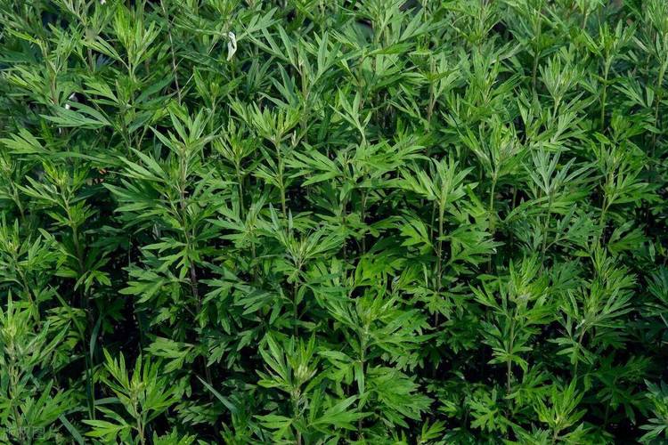 亚洲AV艾草在线观看