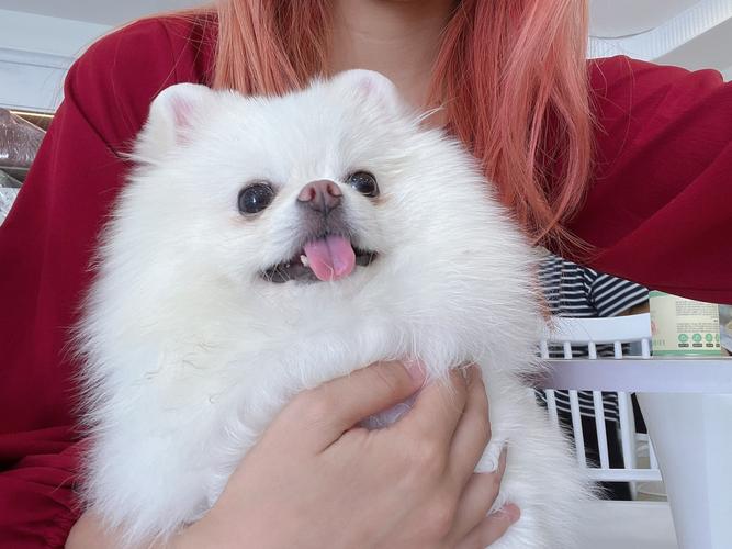 小奶狗视频抖音版