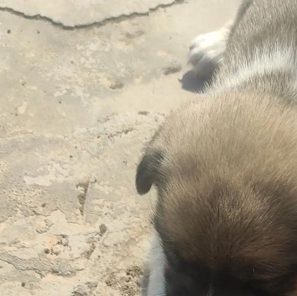 小奶狗视频抖音版