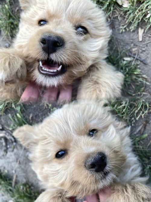 小奶狗视频抖音版