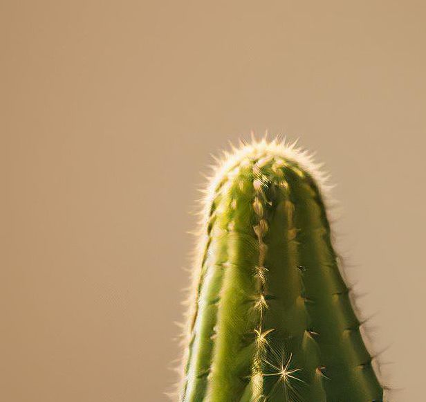 仙人掌1.0免费版