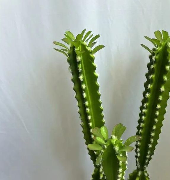 仙人掌1.0免费版