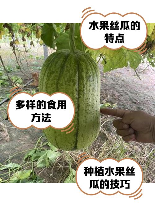 丝瓜香蕉草莓绿巨人聚合