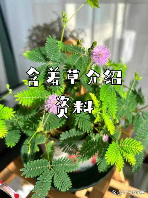 含羞草v4.0
