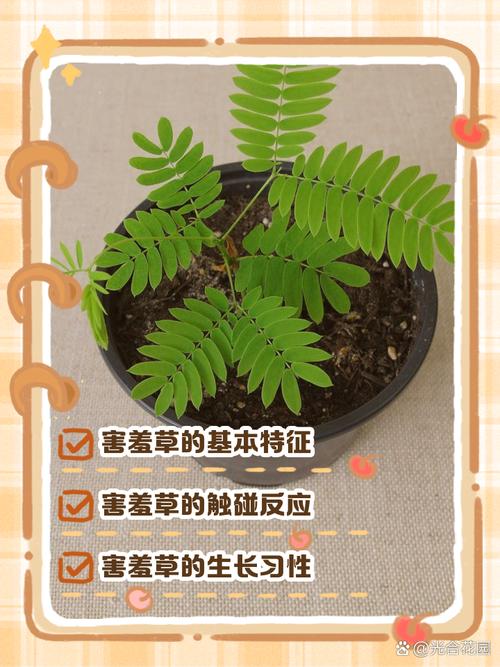 害羞草实验研所入口直接进入