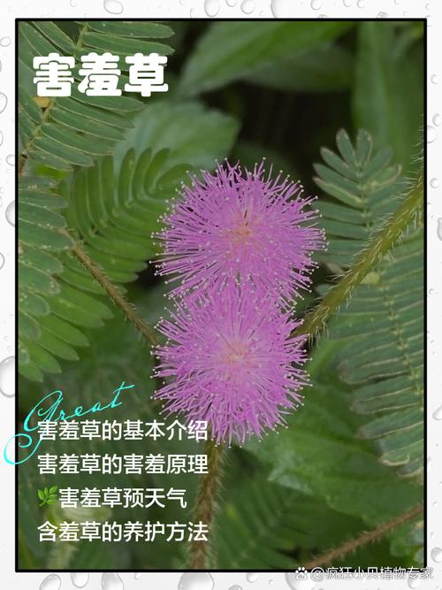 害羞草实验研所入口直接进入