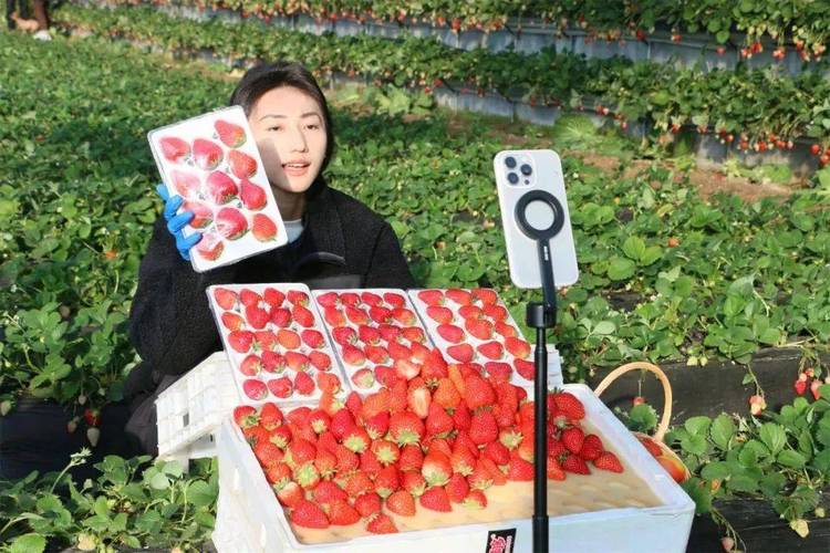 水果草莓直播