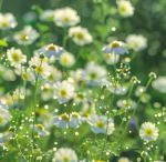 野花视频手机在线观看免费完整版中文