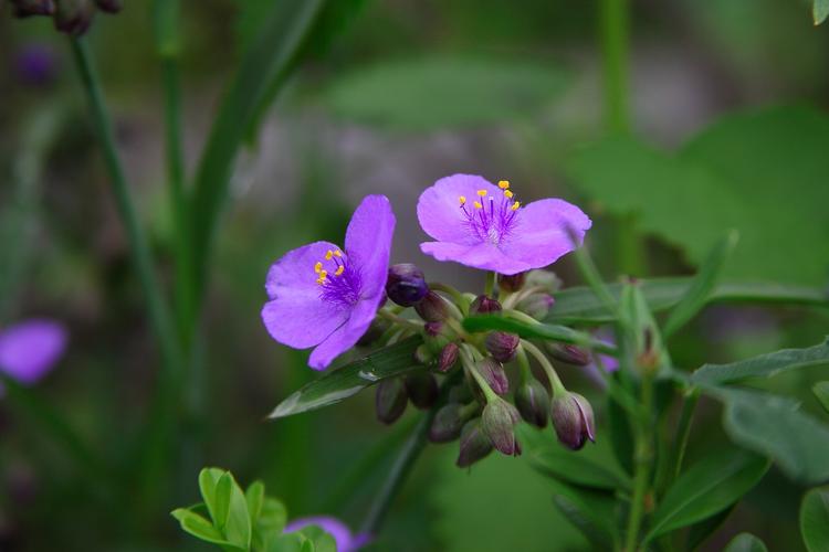野花视频手机在线观看免费完整版中文
