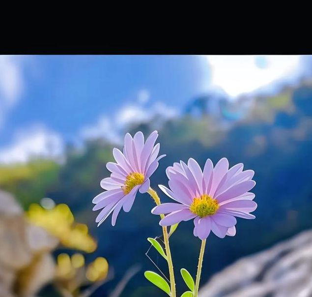 野花视频手机在线观看免费完整版中文