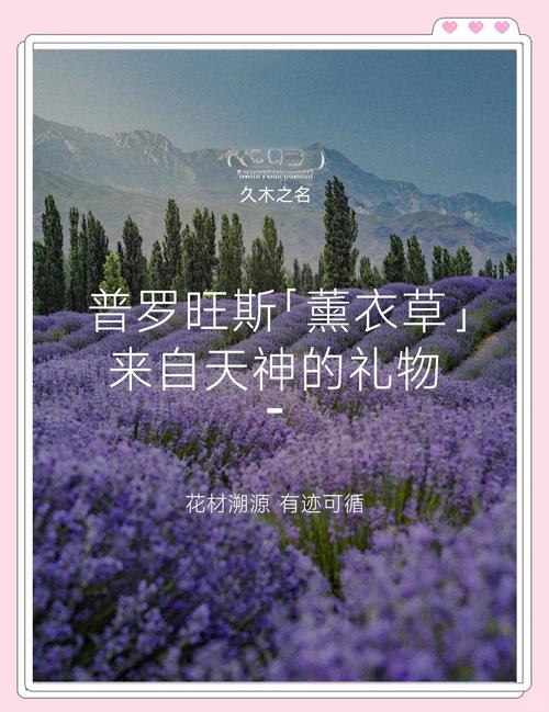 薰衣草研究所免费进入在线欢迎你2001 1080P下载