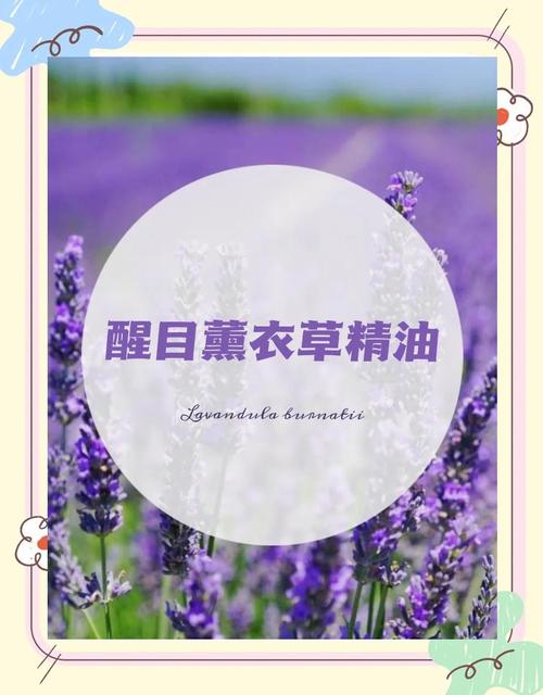 薰衣草研究所免费进入在线欢迎你2001 1080P下载