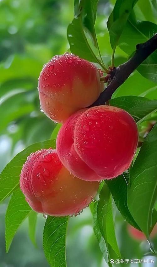 水蜜桃app手机下载