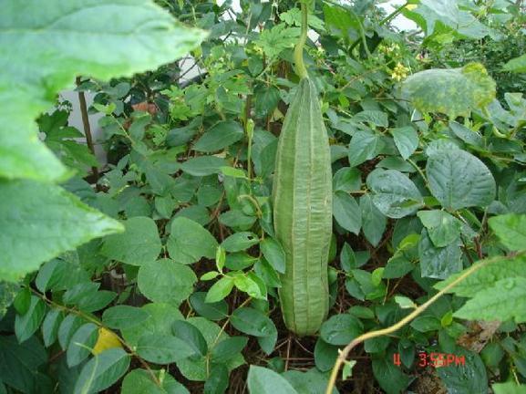 丝瓜视频ios下载安装无限看-丝瓜ios视频湖南教育