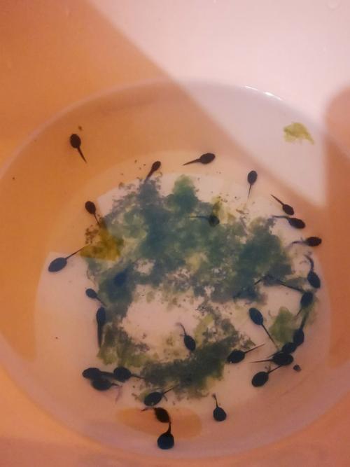 小蝌蚪视频在线观看免费