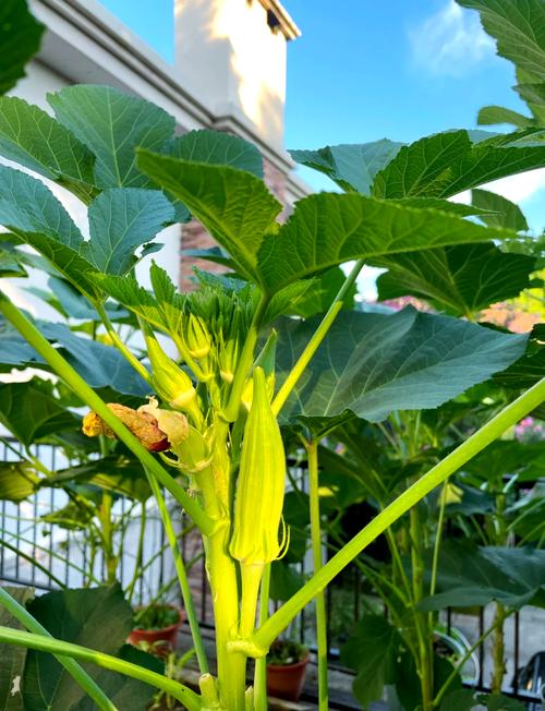 秋葵榴莲丝瓜向日葵绿污色