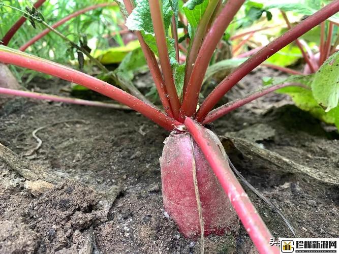 草莓樱桃丝瓜绿巨人秋葵番茄91