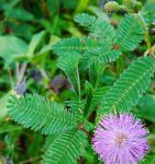 fi19cc含羞草官网