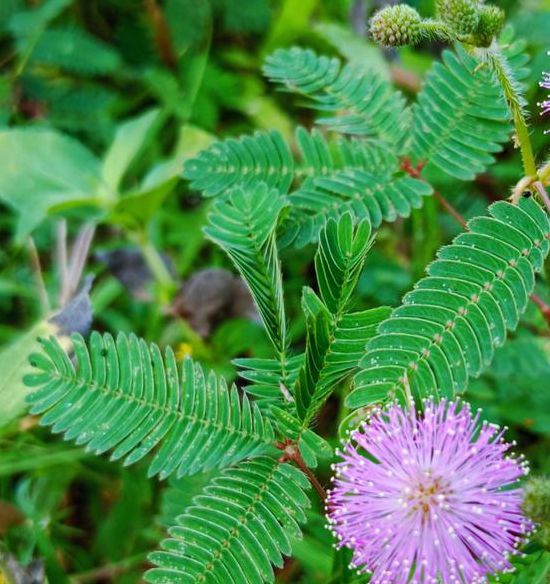 fi19cc含羞草官网