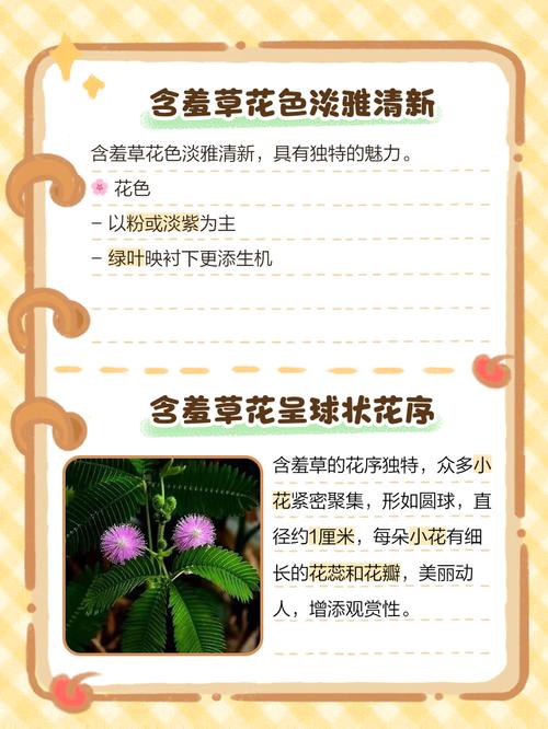 fi19cc含羞草官网