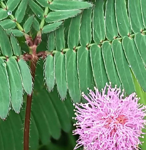 fi19cc含羞草官网