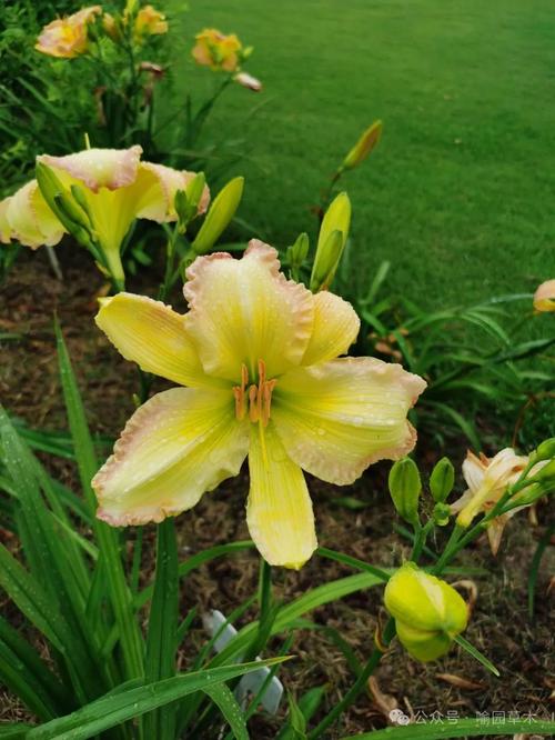 忘忧草app解锁无限观看