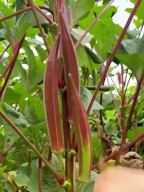 樱桃香蕉石榴秋葵