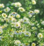 野花视频最新免费高清完整版