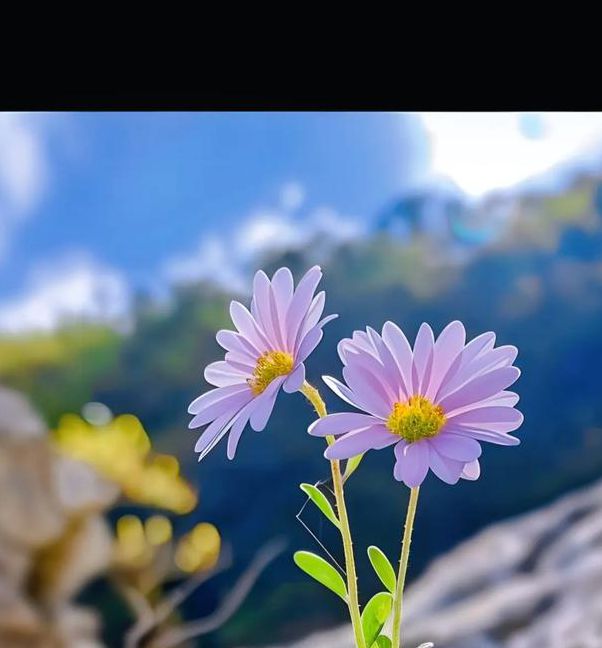 野花视频最新免费高清完整版