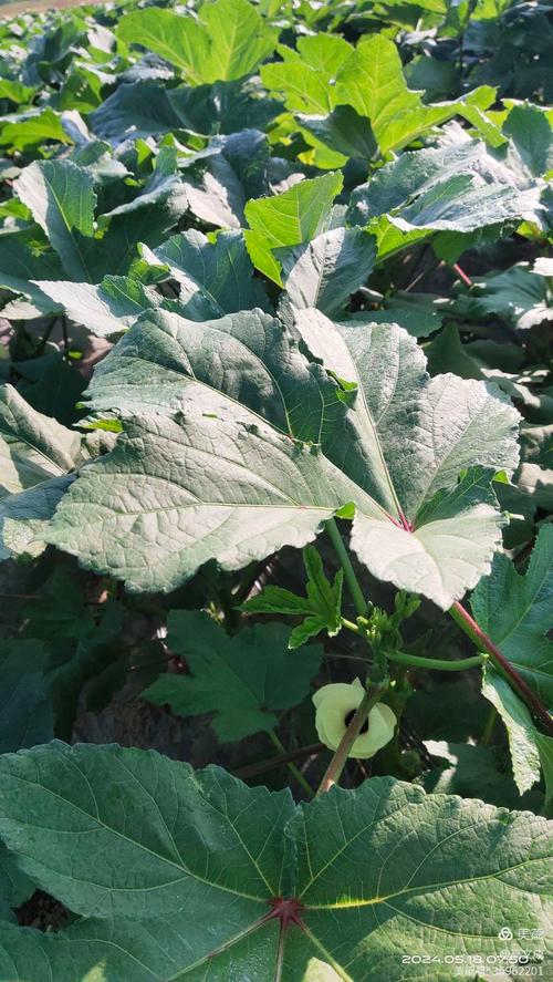 丝瓜app汅api免费秋葵在线