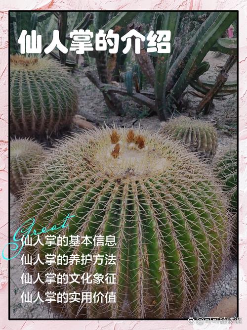 仙人掌永久观看