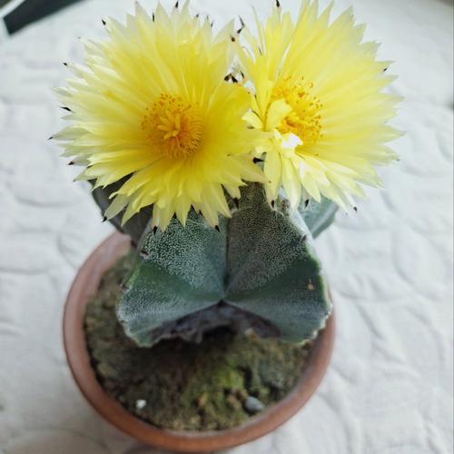 仙人掌永久观看