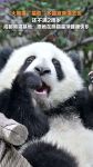 熊猫视频最新版