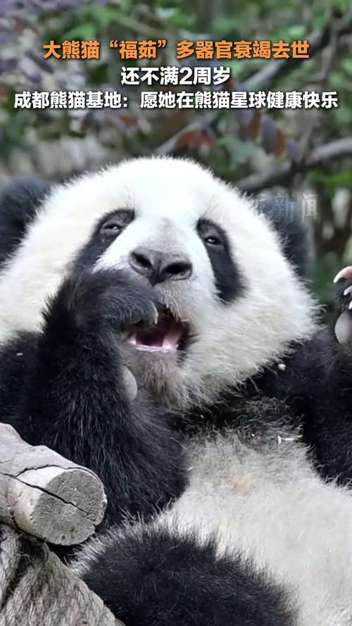 熊猫视频最新版