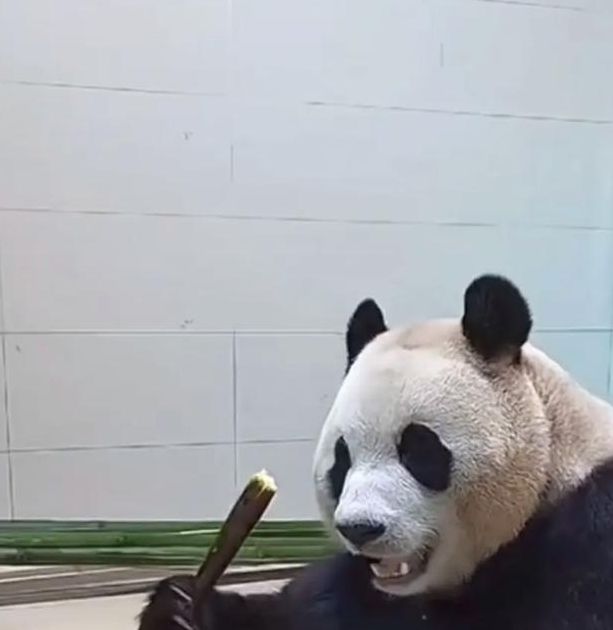 熊猫视频最新版