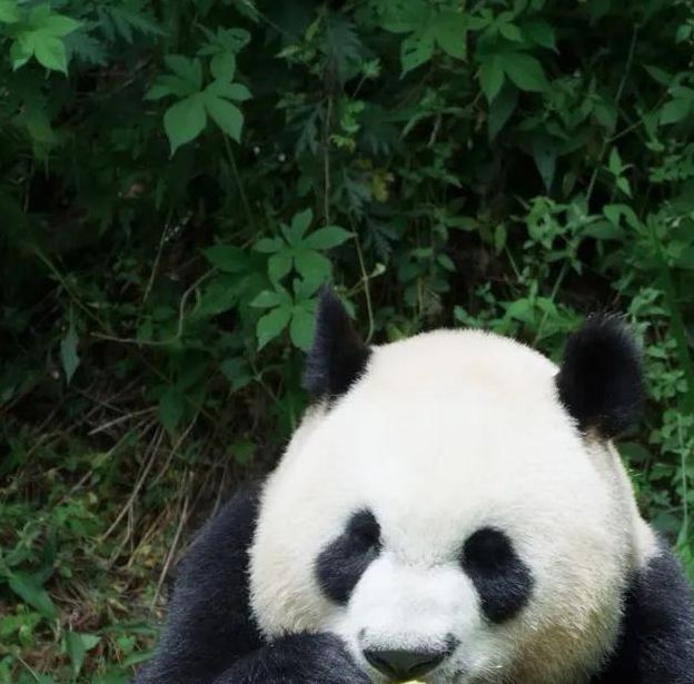 熊猫视频最新版