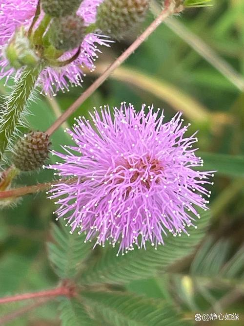 野花社区高清在线观看免费